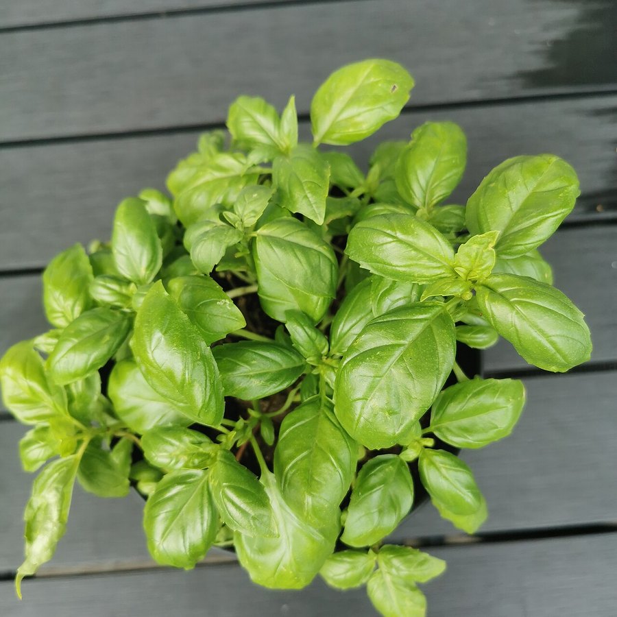 Albahaca