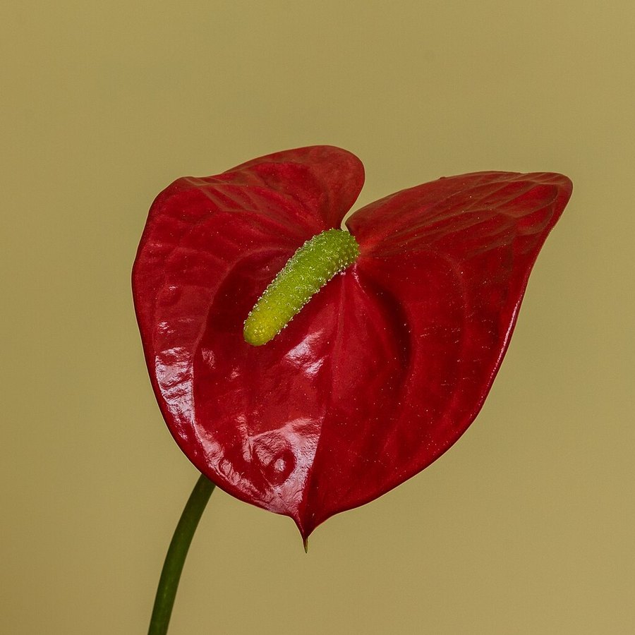 Anturio rojo