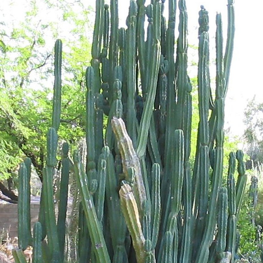 Cactus San Pedro