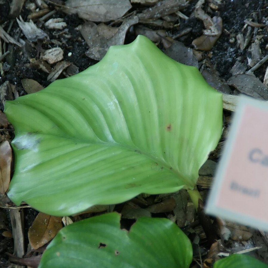 Calathea orbifolia
