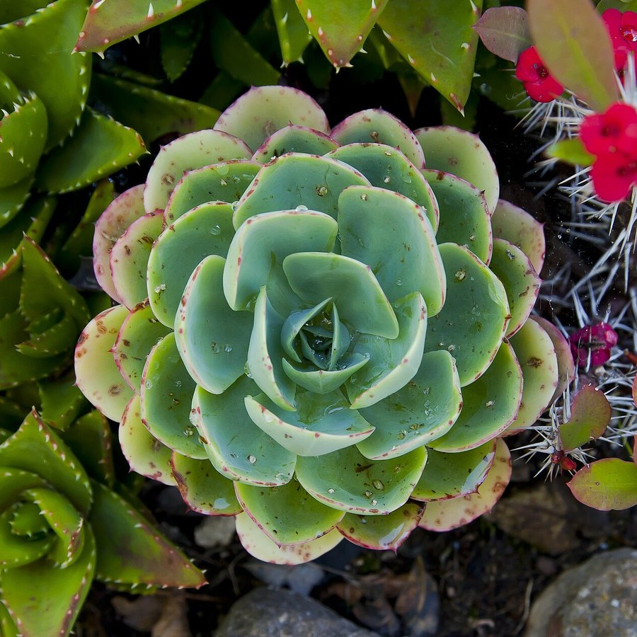 Echeveria elegans