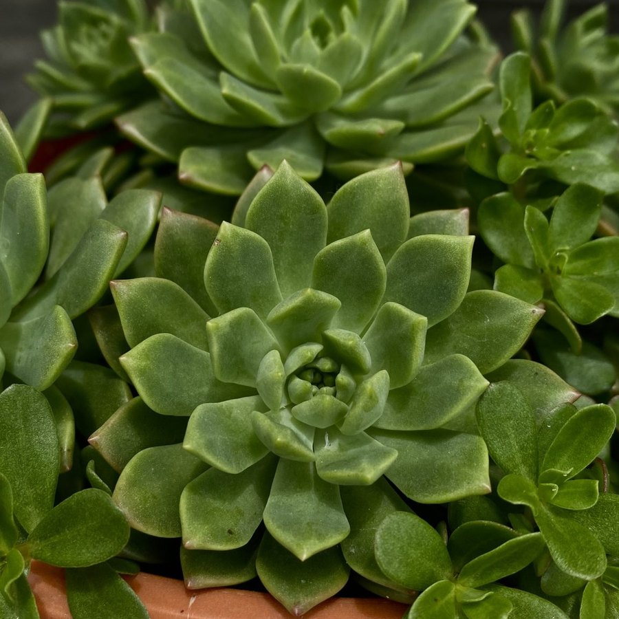 Fertilizante para suculentas 250 ml