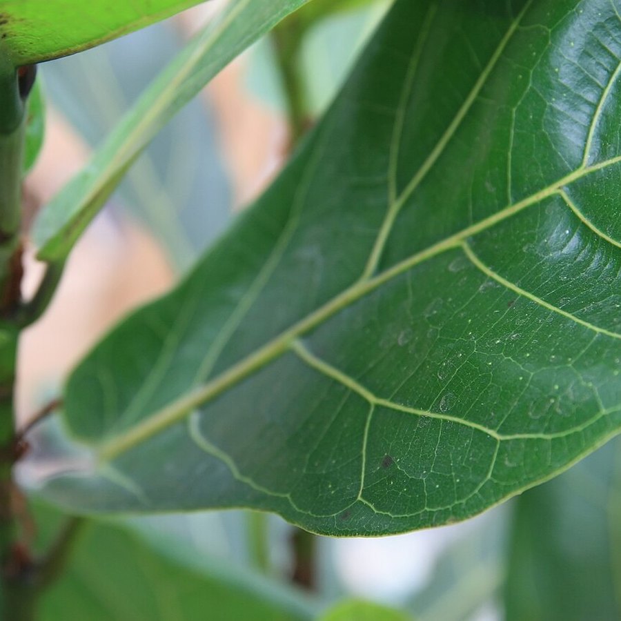 Ficus lyra