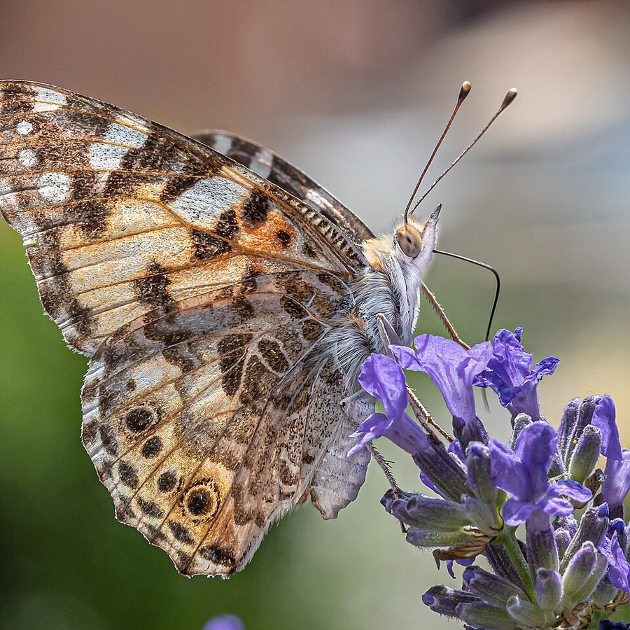 Lavanda
