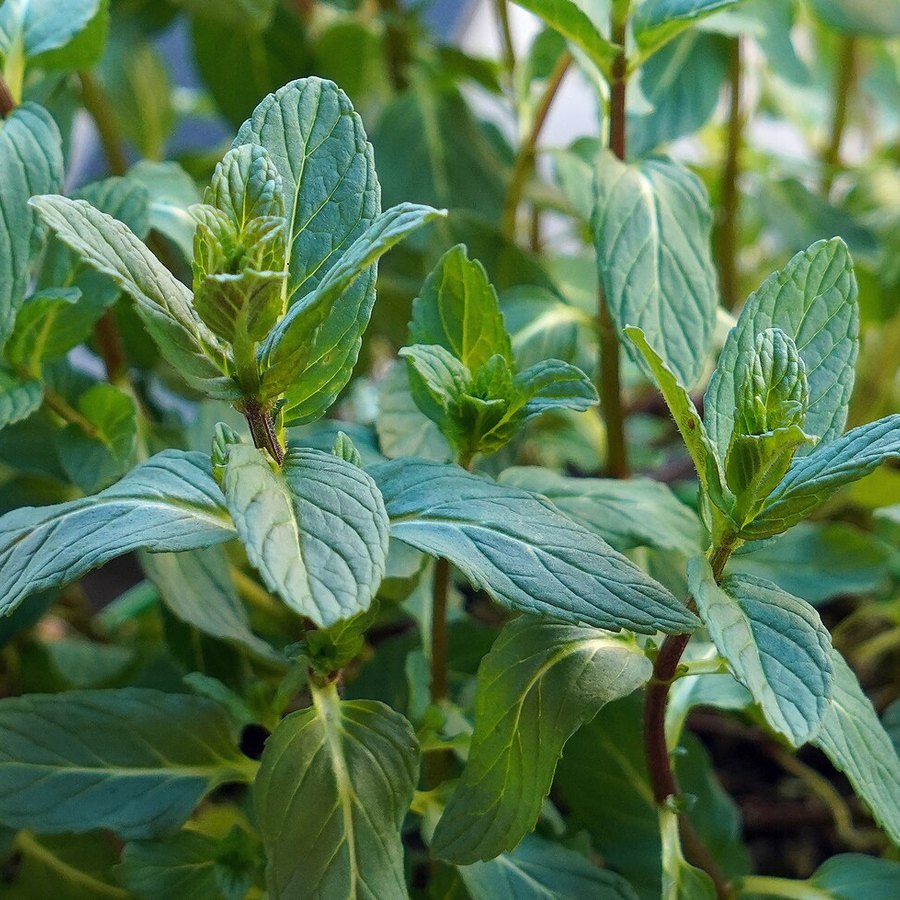 Menta