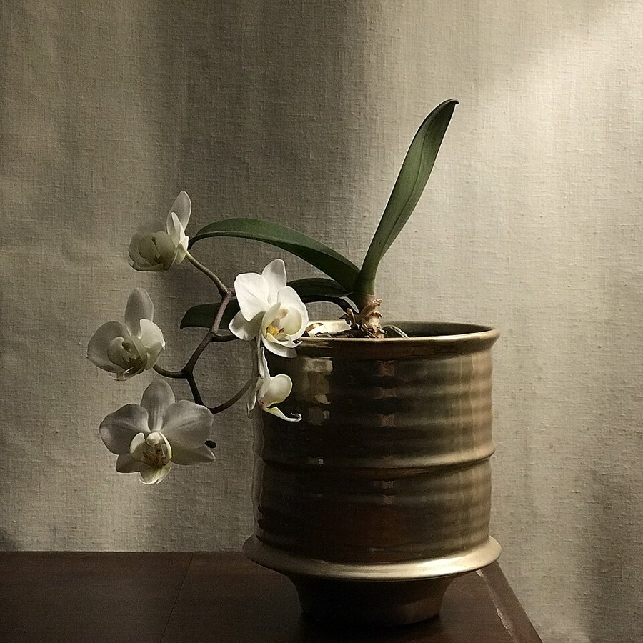 Orquídea Phalaenopsis