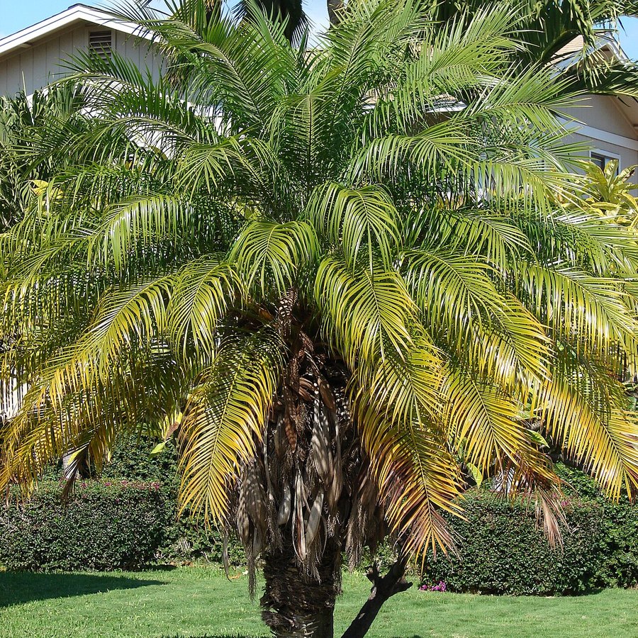 Palmera Fénix