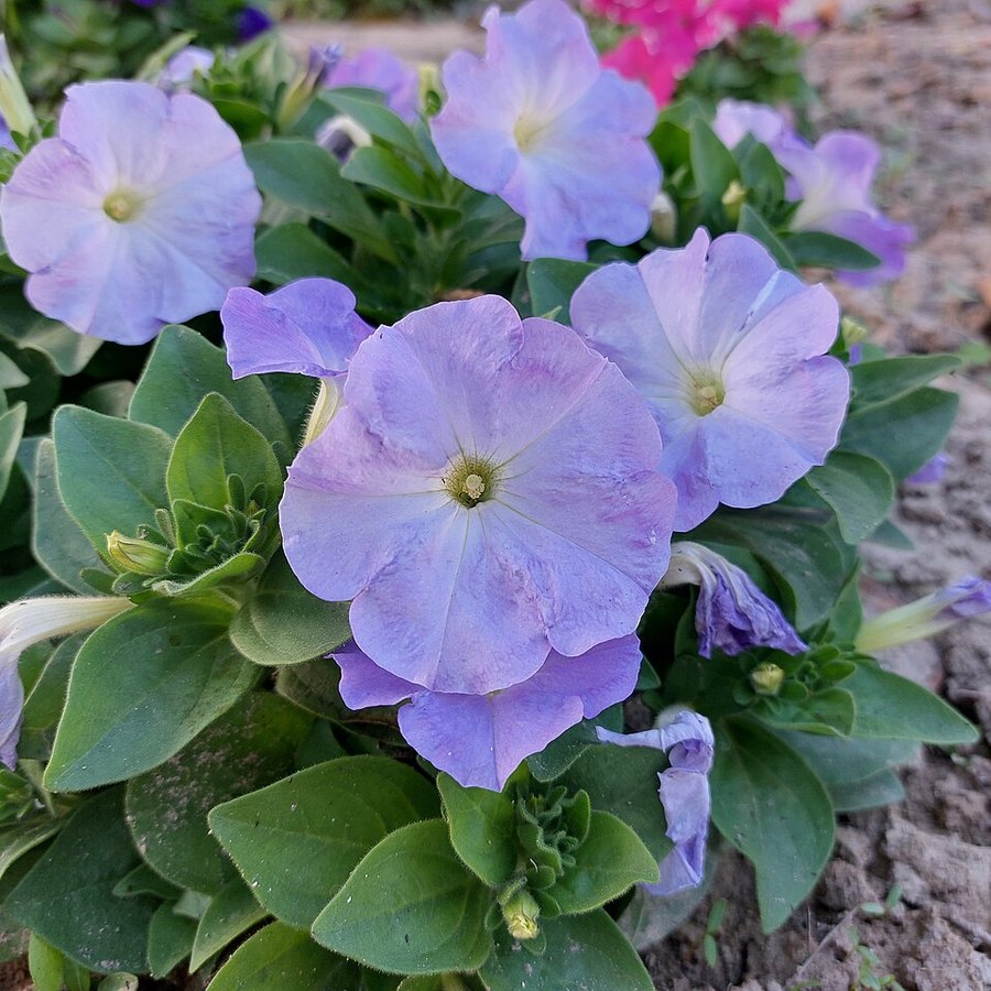 Petunias (pack x6)