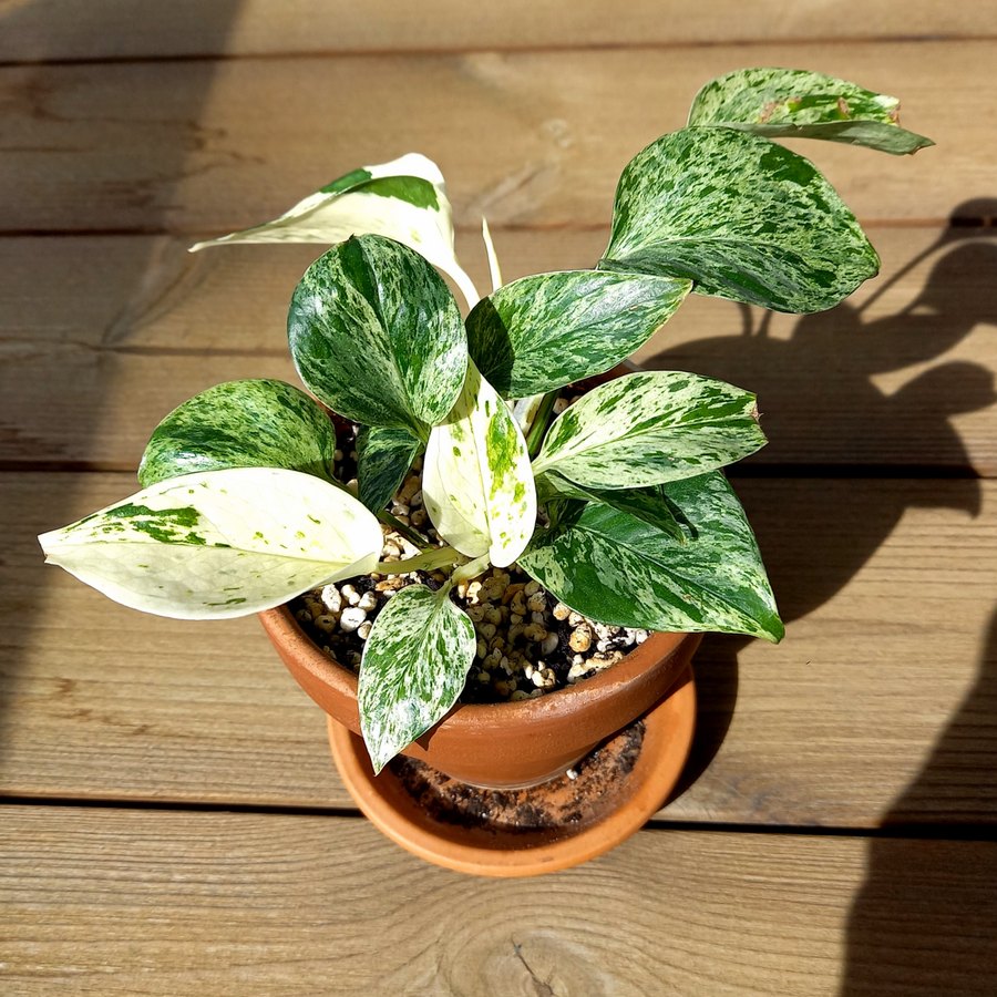 Pothus Golden