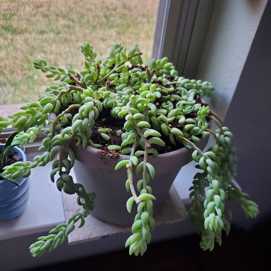 Sedum morganianum (cola de burro)