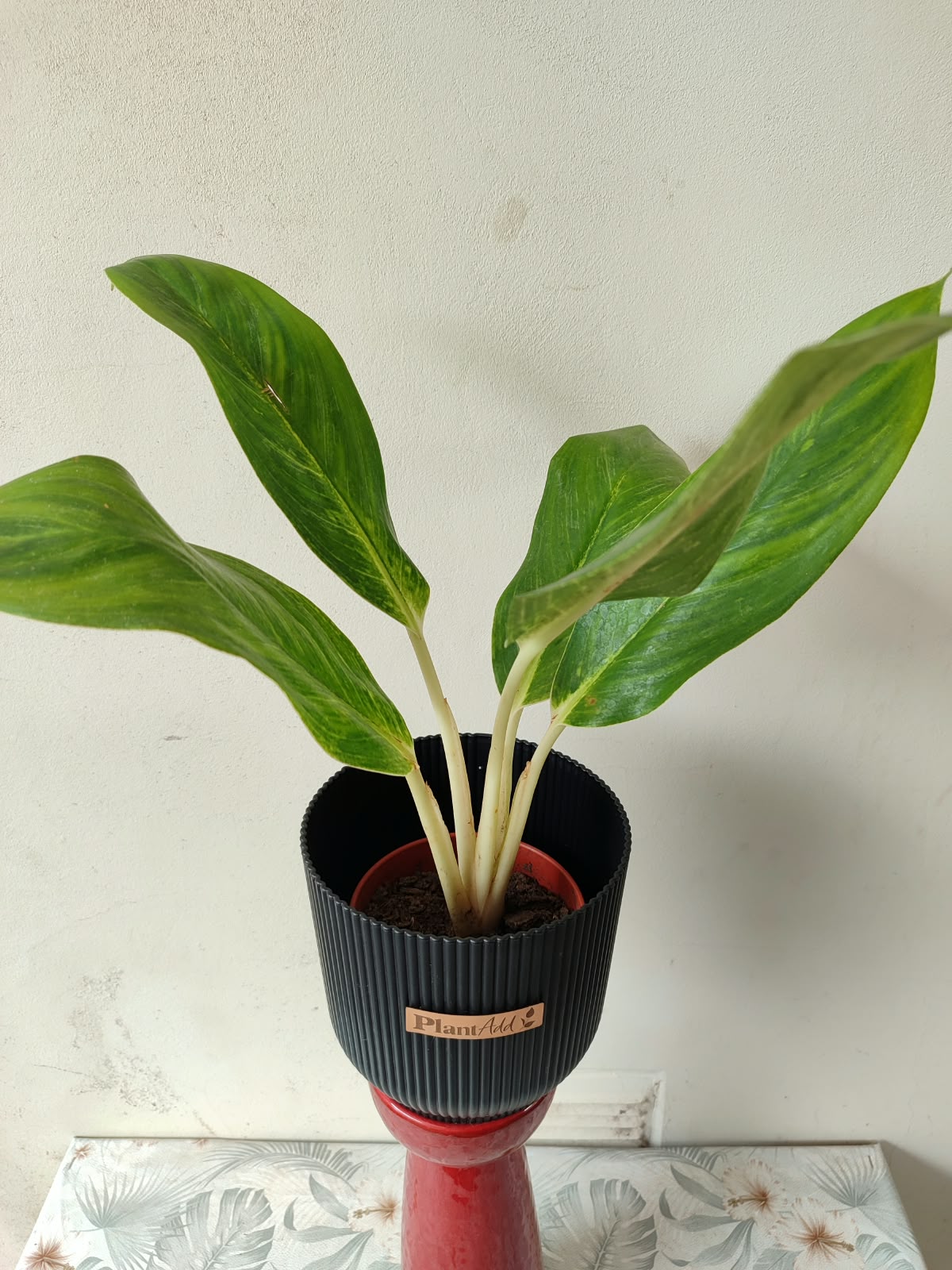 Aglaonema King of Siam