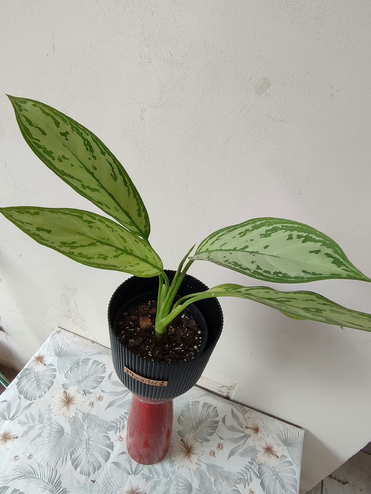 Aglonema Silver Maria