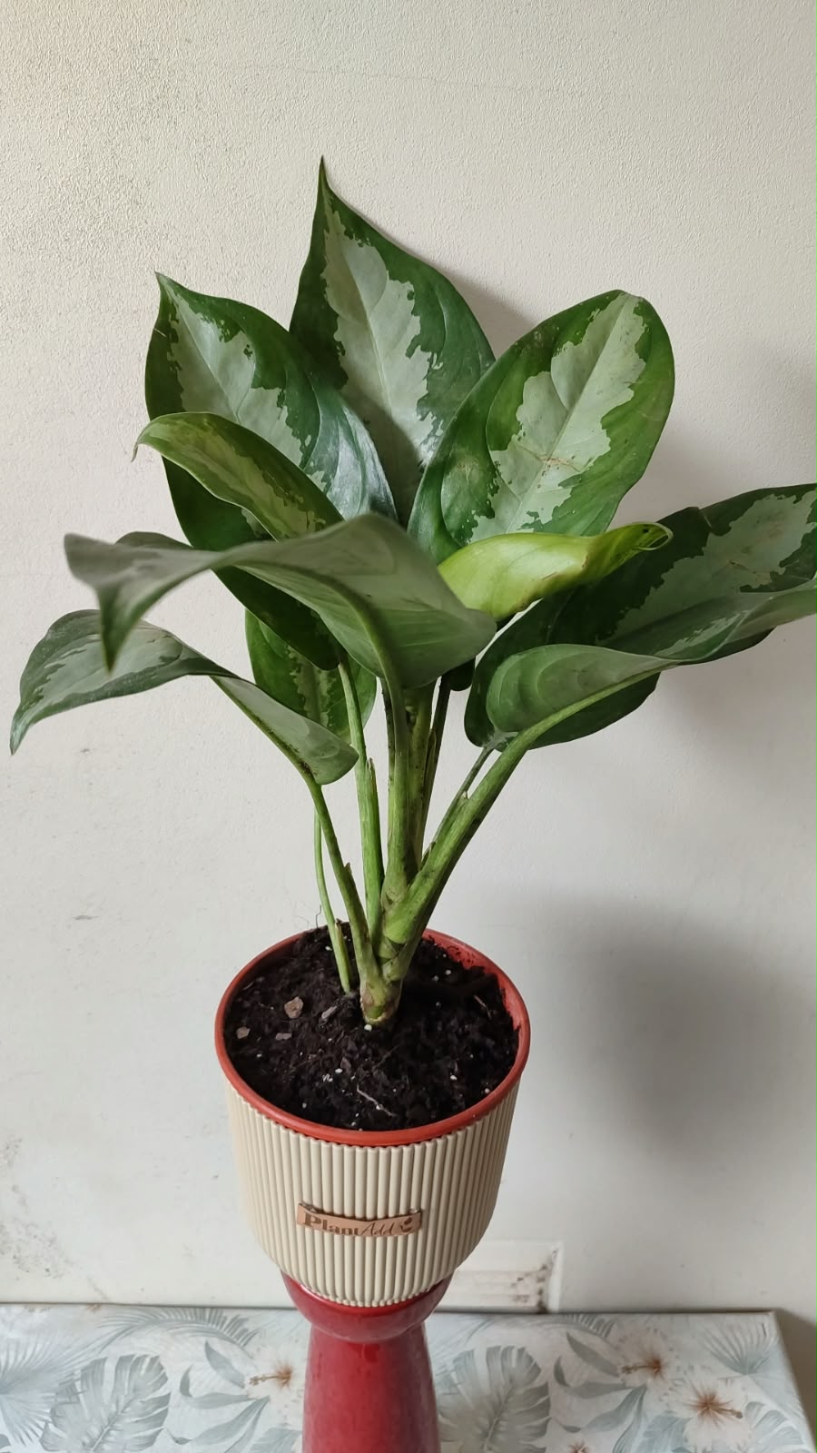Aglaonema Pattaya 🌿