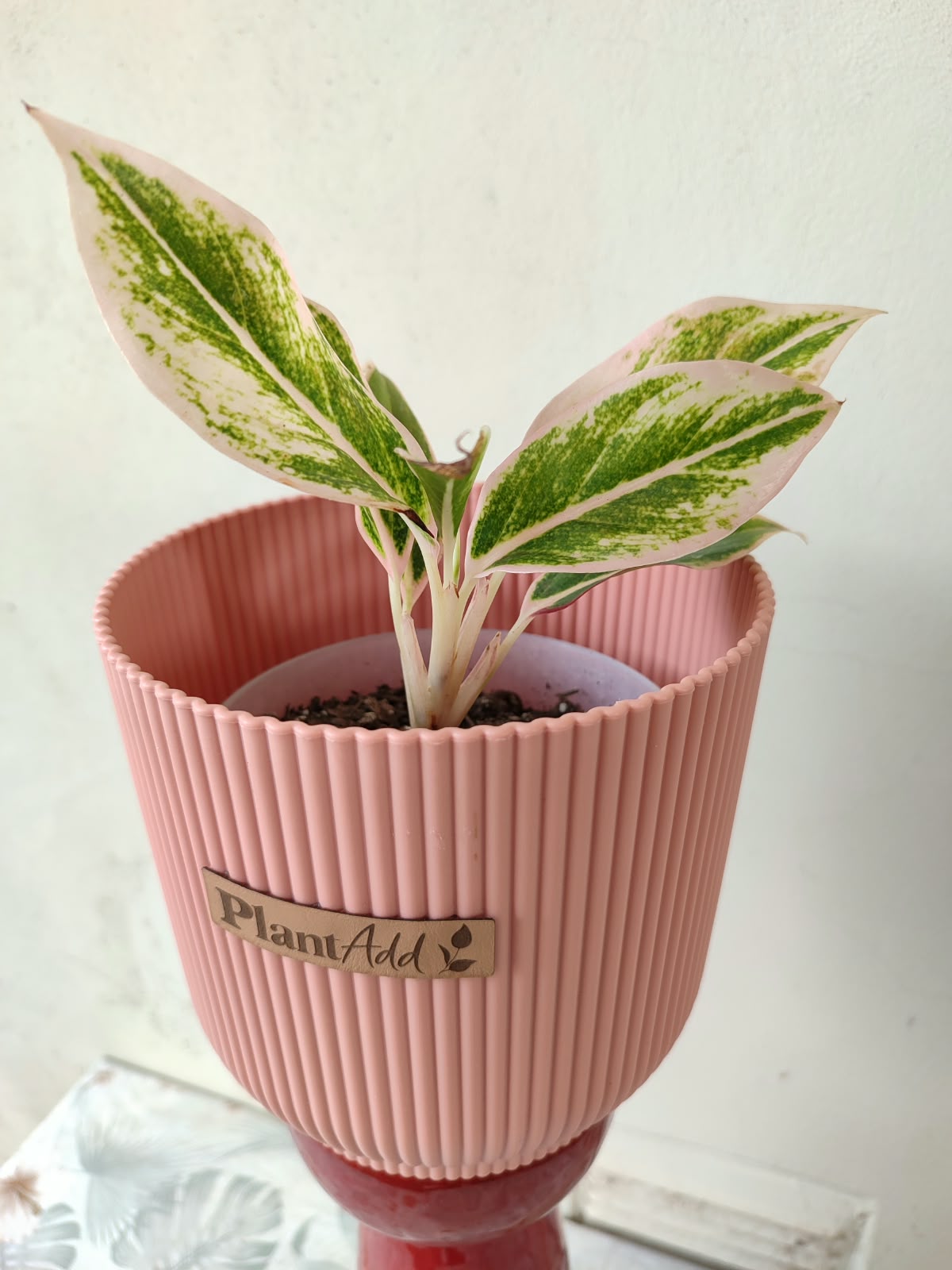 Aglonema 'Pink Siam'