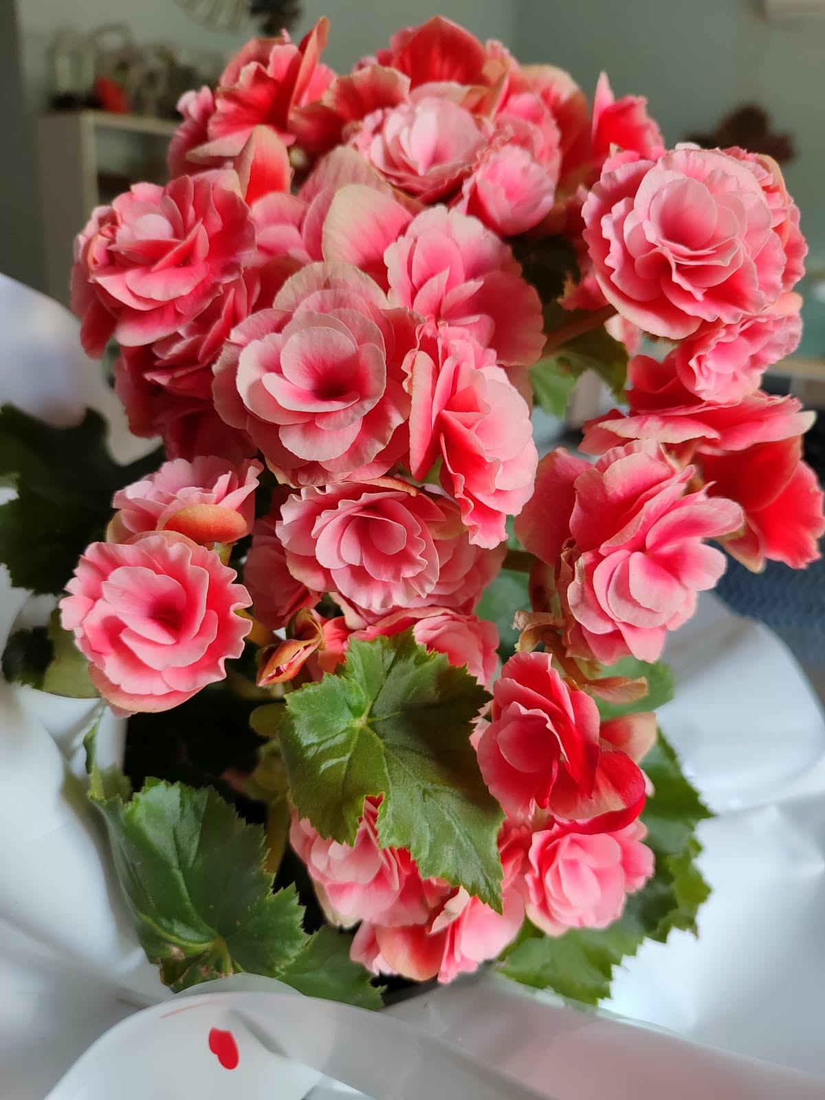 Begonia Elatior 🌸