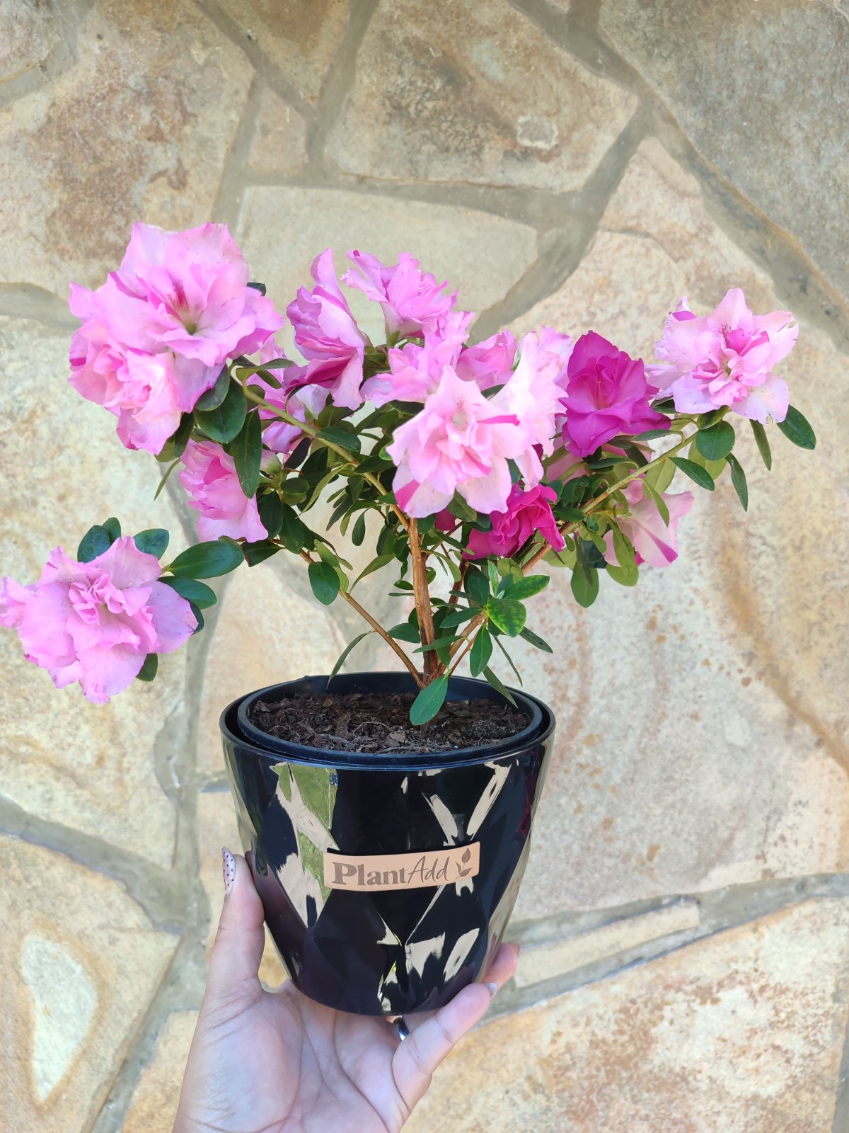 Azalea doble